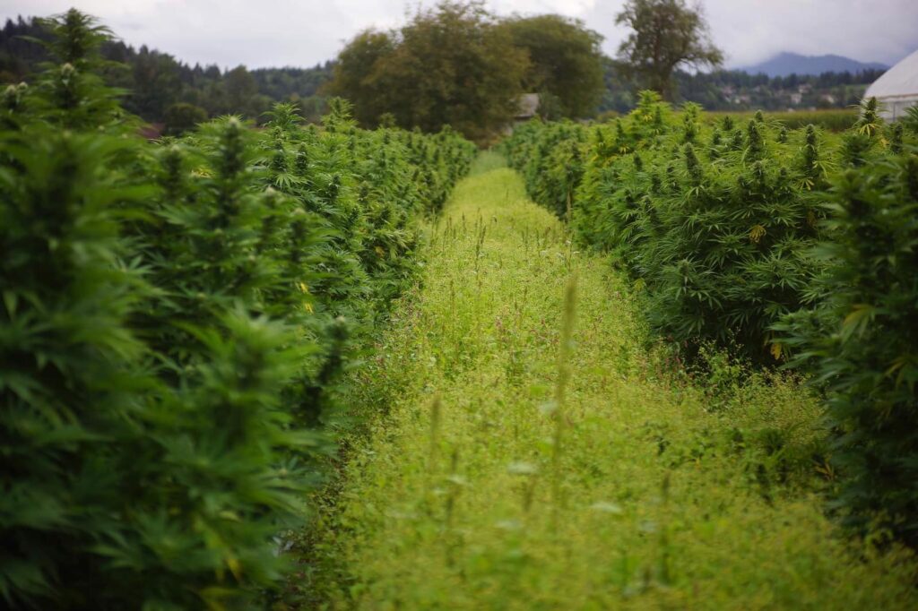 Vrste industrijske konoplje na polju Agrosloven pri Trsteniku na Gorenjskem