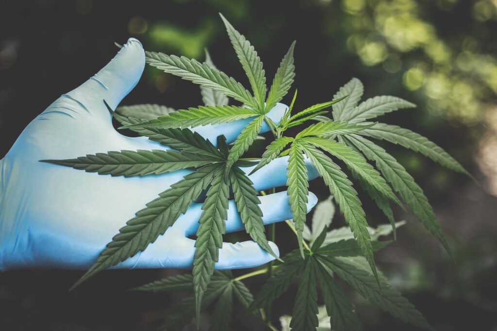 Roka v rokavici drži vrh konopljine rastline na polju AgroSloven pri Trsteniku pred odvzemom vzorca za laboratorijsko analizo
